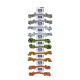 RISTRA CUERDA DENTAL LISA 22,5cm-70gr UMV 10uds